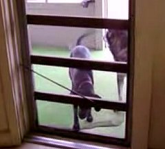 Doggie Doorman