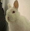 Bunny Stare Down