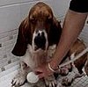 Basset Hound Gets a Bath