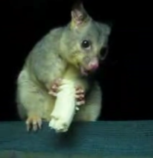 Opossum Eating a Banana