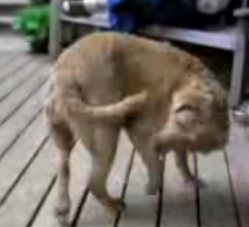Dumb Dog Chases Tail