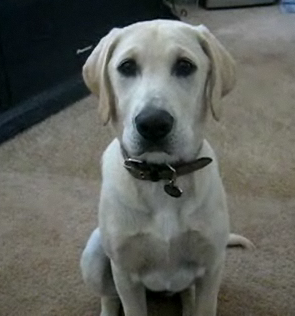 Dog Fetches Beer