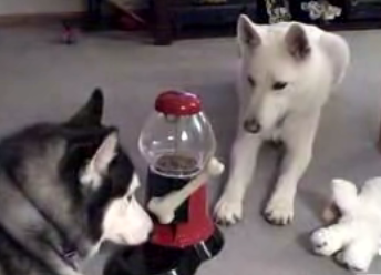 Dog Operates a Gum Ball Machine