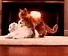 Peta Cat Sex PSA