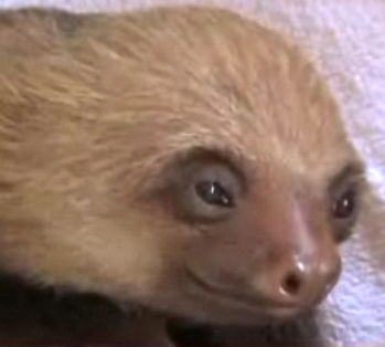 Cute Alert: Sloth Has One Serious Itch