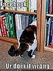 Icanhascheezburger Posts Job Search, Website Speaklolcat Can Help You