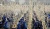 Daily Tech: Students Break Mentos and Coke World Record 