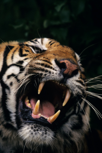 GRAWWWRR! Laptop Bags Inspired by the Jungle GRAWWWRR! Laptop Bags Inspired by the Jungle