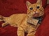 Introducing Cooper, Cat Photographer