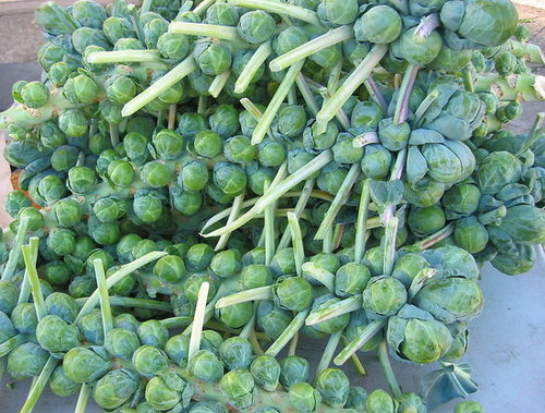 In Season: Brussels Sprouts