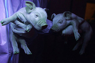 Labeling Won't Be Required For Genetically Engineered Animals 