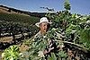 Sonoma and Mendocino Wine Regions Prepare For Dry Spell 