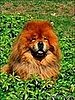 The Passing of Paw Paw: Martha's Cute Chow Chow Dies