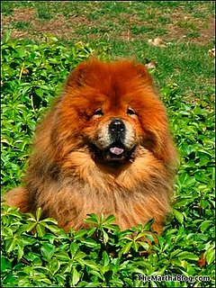 The Passing of Paw Paw: Martha's Cute Chow Chow Dies