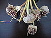 Scape: The Other Side of Garlic
