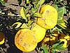 Yuzu