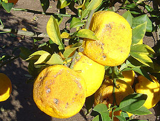 Yuzu