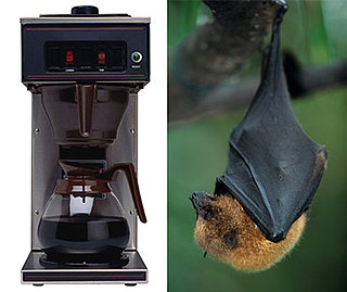 Woman's Coffee Goes Batty