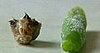 Woman Finds Mouse Head in Frozen Green Beans
