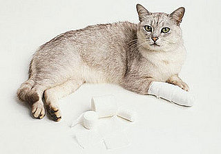 Stocking a First Aid Kit for Pets