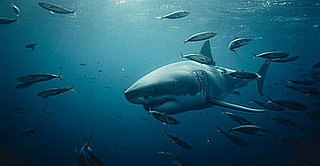 Tracking Great White Sharks