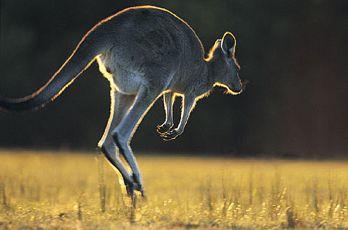 Kangaroo Creature Features on Petsugar