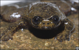 Lungless Frog Found in Indonesia