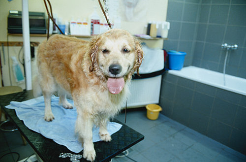 Do You Take Your Pets to a Groomer?