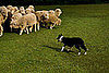 Herding Camps Find a Dog's Natural Job