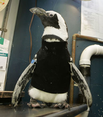 Penguin Gets Fitted For Wetsuit Penguin Gets Fitted For Wetsuit