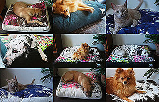 Kept Pets Hand Made Pet Pillows
