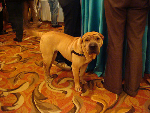 Mr. Wrinkles Mr. Wrinkles