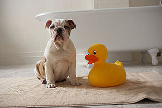 Pet Bath Time Essentials