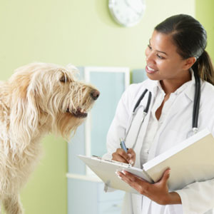 Choosing Your Pet's Veterinarian