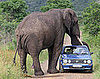 Do Elephants Like The Color Blue?