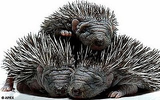 Tiny Hedgehogs Born a Month Earlier Than Normal