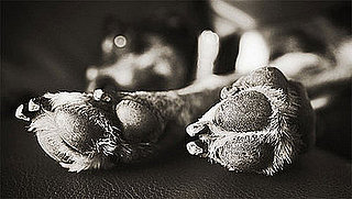 Pet Photography for Pet Loving Mother's Day Gift