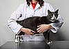 Does Your Pet Have Health Insurance?