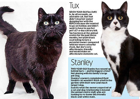 Shocking Reasons Cats Are Dumped in Shelters