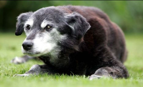 Oldest Dog Trying to Make it in the Guinness Book