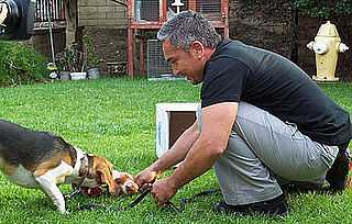 Learn Cesar Millan's Methods Online