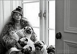 Pugs Play in The Pages of Vogue Italia Pugs Play in The Pages of Vogue Italia