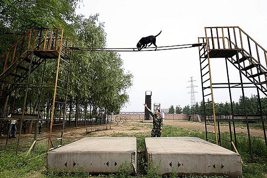 Beijing's Rescue Dogs Take A Bite Out of Crime at Olympics
