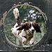 Through The Hoop! 