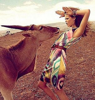 Animal Hause