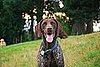 Would You Send Your Pup To Summer Camp?
