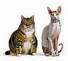 Worst Cat Names Ever