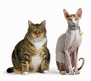 Worst Cat Names Ever