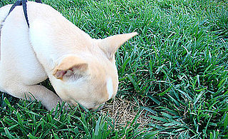 How To Stop Puppy From Eating Everything