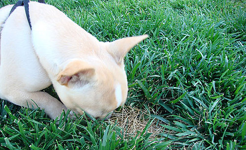 How To Stop Puppy From Eating Everything